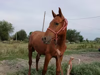 At, Russian Don — foto 2