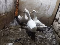 Ducks — photo 1