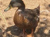 Ducks — photo 1