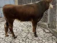 بقرة, Simmental cattle — الصورة 5