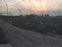 عنزة, الماعز — الصورة 6