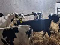 Bulle, Russian Black pied cattle — Foto 3