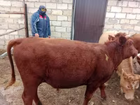 Bulle, Simmental cattle — Foto 2