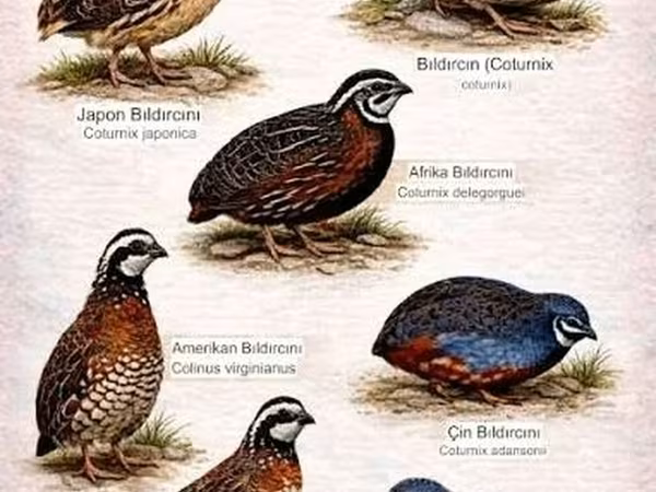King Quail