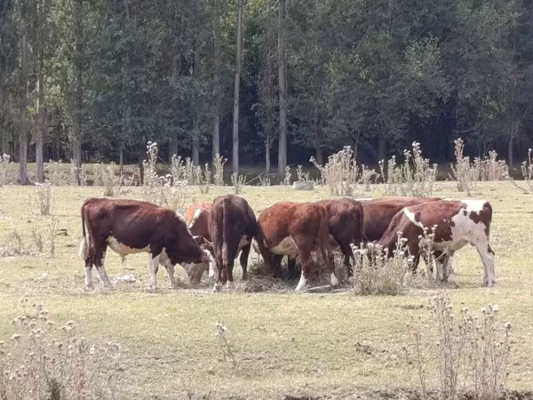 Buğa, Herefod