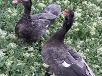 Ducks — foto 2