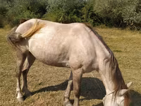 Horse (M), Horses — photo 5