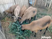 Ovelha, Cameroon sheep — foto 3