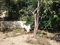 براهما — الصورة 4