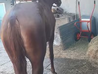 母马, Horses — 照片 4