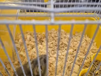 Cırtdan hamster qəfəsi ilə birgə - Növlə: cırtdan (dwarf) hamster — photo 4