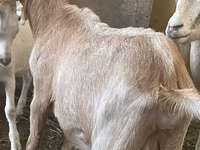 बकरियाँ (लॉट, लिंग निर्दिष्ट नहीं), Alpine goat — फ़ोटो 3