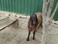 公羊, Sheep — 照片 5
