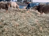 Vaca, Simmental cattle — foto 2