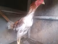 Chickens — photo 3