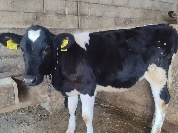 İnək, Russian Black pied cattle