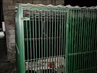 Metalkarkas heyvan qəfəsi / açıq hava volyeri - Material: tam metal — الصورة 2