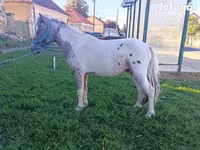 Cavalo, Cavalos — foto 2