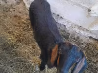 Dişi keçi, Nubian Goat — foto 1
