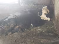 İnək, Swiss cattle — foto 4