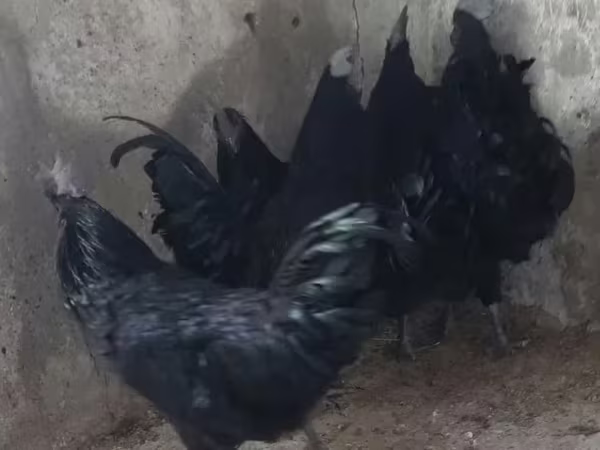 Ayam Cemani