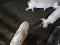 Säue, Schweine — Foto 1