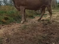 Krava, Swiss cattle — foto 3