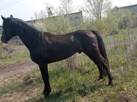 Caballo, Altai horse — foto 4
