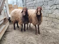 Ram, Sheep — photo 1