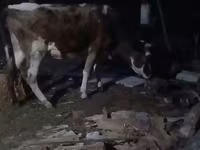 Buğa, Mal-qara — foto 1