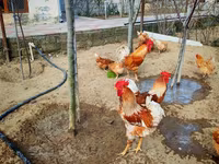 लोहमन ब्राउन — फ़ोटो 8