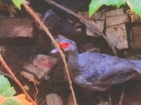 Ducks — foto 1