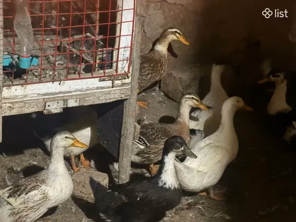 Ducks — أرمينيا