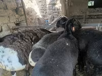 Qoç, Rhon sheep — foto 2