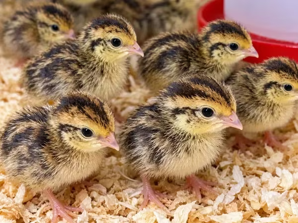 Quails
