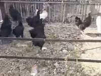 Chickens — الصورة 3