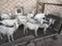 Cabras (lote, sexo no especificado), Saanen goat — foto 5