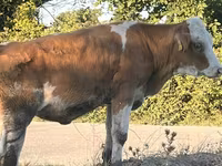 गाय, Simmental cattle — फ़ोटो 5