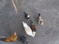 Japonský bantam — foto 3