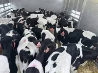 Bull, Holstein breed — photo 3