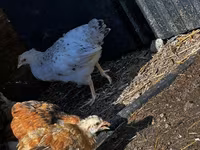Chickens — फ़ोटो 5
