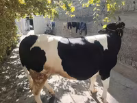 Krava, Russian Black pied cattle — foto 5