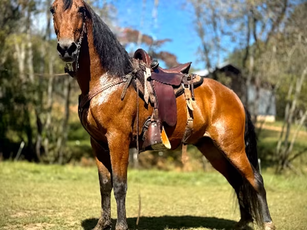 Hengst, Tennessee Walking Horse