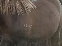 خيول (دفعة، الجنس غير محدد), Horse breed — الصورة 4
