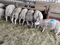 كبش, Beltex sheep — الصورة 1