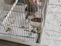Məhsul: Nimfa (Cockatiel) papağanı və qəfəs dəsti Təsvir: - Rəng — फ़ोटो 1