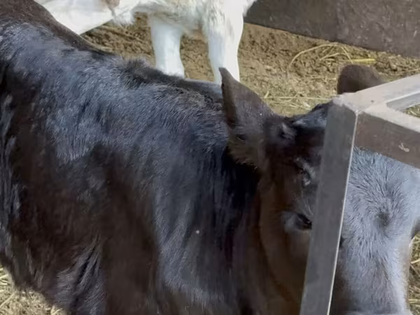 Cow, Cattle