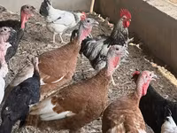 Turkeys — foto 2