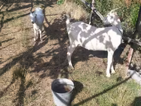 Dişi keçi, LaMancha goats — foto 1