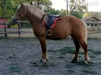 Кобила, Haflinger — фото 3